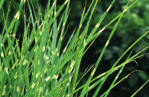 Miscanthus sinensis Zebrinus - Zebra Striped Ornamental Grass